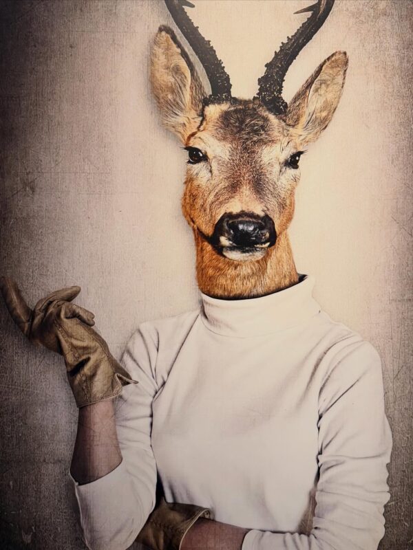 Wie weet waar deze schoonheid hangt? 🐐✨ #cozy #winter #theyardhotel...